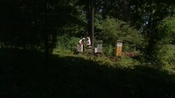 Collapsing bee colony mystery News Clip