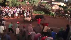 Bulls named Obama and Romney lock horns in election-themed clash News Clip