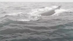 VOICED : Off the coast of Gabon visitors discover\ News Clip