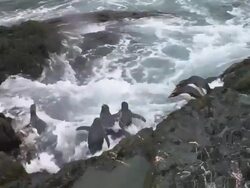 MS, Macaroni penguins (Eudyptes chrysolophus) jumping into water from seaweed covered rocks, South Georgia Island, Falkland Islands, British overseas territory Stock Footage