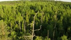 European honey buzzard Stock Footage