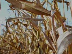 Cornfield Stock Footage