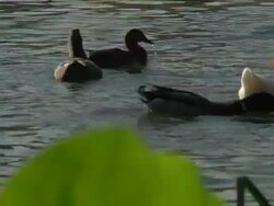 Ducks Depth of Field Part 2 HD 1080p24 Stock Footage