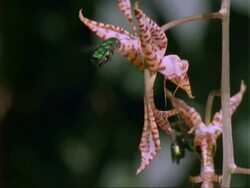 Euglossine Bee, MS bees hover at and collect pollen from Gongora orchid, Panama. Stock Footage