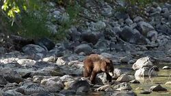 MS  shot of a black bear cub (Ursus americanus) walking across a stream (slow motion) Stock Footage