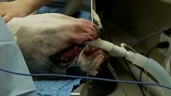 CU of great dane during gastric surgery Stock Footage