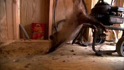 A farmer carries an opossum by the tail out of a shed. Stock Footage