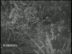 1942: NEW GUINEA CAMPAIGN: VS U.S. Marines in forest area (raining), wading through waist-deep waters, soldiers loading deceased soldier (KIA) on stretcher onto truck. VS Marines taking defensive positions in forest. World War II, WWII, Pacific Front Instructional Video