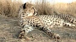 A cheetah guardedly rests in the heat of the day. Stock Footage