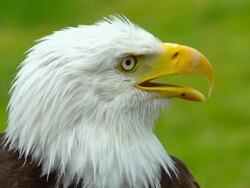Bald Eagle, Calling Stock Footage