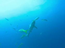 Grey reef shark, Carcharhinus amblyrhynchos, near seabed, Bahamas  Stock Footage