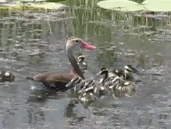 Duck Family Stock Footage