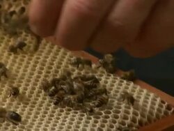 Close up of farmer grabbing a bee and moving it to another frame of the hive. Stock Footage