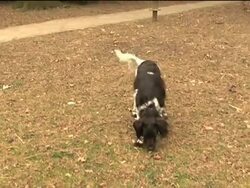 Swiss vote on whether abused animals should be given lawyers News Clip