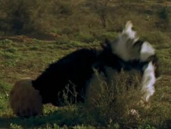 Ostrich (Struthio camellus) mating , male display mw, Namaqualand, South Africa Stock Footage