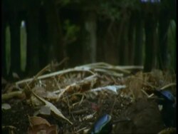 CU Dung beetle rolling dung ball, Bandhavgarh National Park, India Stock Footage