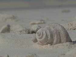 MS View of Hermit Crab Searching for Food / Keeling, Shire of Cocos, Australia Stock Footage