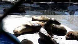 CLEAN : Mass sea lion strandings baffle California News Clip