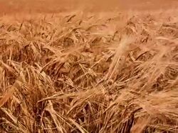 Rye field blowing in the wind. Stock Footage