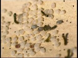 Silkworm Moth larvae, Bombyx mori, hatching from eggs, CU, Israel Stock Footage