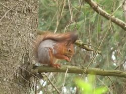 Squirrel Video Stock Footage