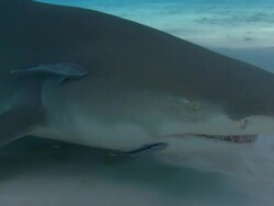 Lemon shark, Negaprion brevirostris, swim past camera, Bahamas  Stock Footage