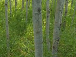 Morning light through Poplar trees Stock Footage