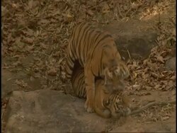 Royal Bengal tiger (Panthera tigris tigris) pair mating, Bandhavgarh National Park, India Stock Footage