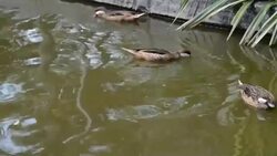 Duck Stock Footage