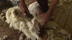 CLEAN : Shear success: women being drawn to sheep farms in Australia News Clip