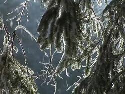 HD: Frozen needles Stock Footage