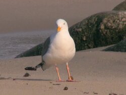 Seagull Stock Footage