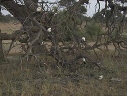MS South pied babbler stting on dead tree / Kalahari, Northern Cape, South Africa  Stock Footage