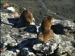 Animal review 2009 News Clip