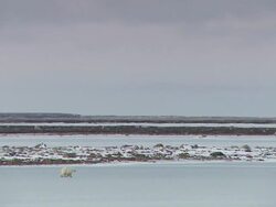 WS Shot of polar bear is walking on frozen body of water / Arviat, Nunavut, Canada Stock Footage