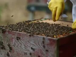 Views of a Bee Keeper in Somerset Stock Footage