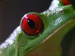 Red-eyed tree Frog (Agalychnis callidryas), frog portrait, big close up. Stock Footage