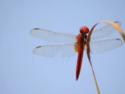 Dragonfly wing Stock Footage