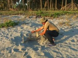 Saving El Salvador''s turtles Instructional Video