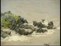 Wildebeest and Zebra running away from Crocodile crossing Mara river, MS, Kenya Stock Footage