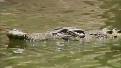 A crocodile glides through a river. Stock Footage