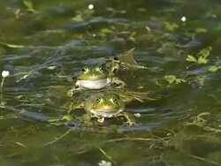 MS SLO MO Male frog leaping on female frog for mating in pond / Vieux Pont, Normandy, France Stock Footage