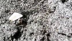 CRAB IN A SNAIL IN THE SAND Stock Footage