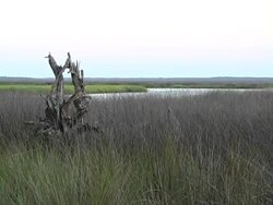 driftwood Stock Footage