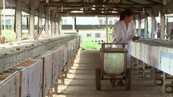 CLEAN : Fur trade a goldmine for Chinas Olympic bid city News Clip