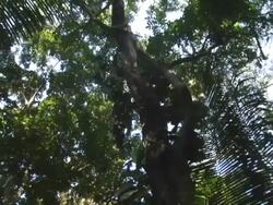 MS, LA, PAN, Honduras, Tropical jungle canopy Stock Footage