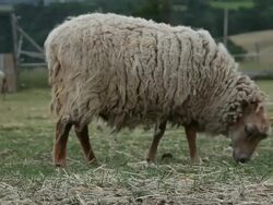 Sheep grazing in meadow, Ardeche, France Stock Footage