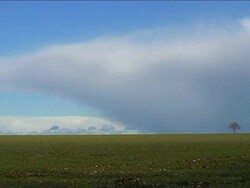 SMALL TREE - BIG STORM Stock Footage