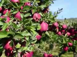 Red Delicious Apple Orchard Stock Footage