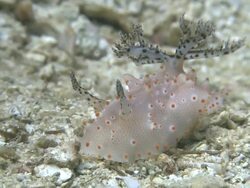 Nudibranch (Halgerda batangas), moving over substrate, Monad Shoa, Malapascua, Philippines Stock Footage